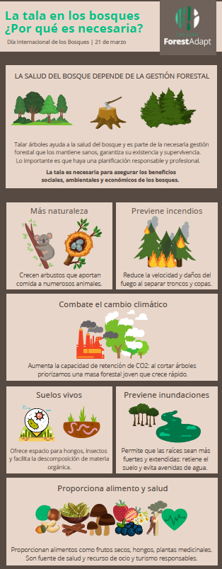 Cuando talar árboles es clave para la vida del bosque | Noticias  Ambientales | España